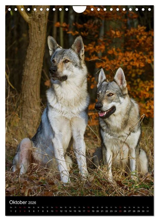 Produktbild: Faszination Wolfhund (Wandkalender 2026 DIN A4 hoch), CALVENDO Monatskalender