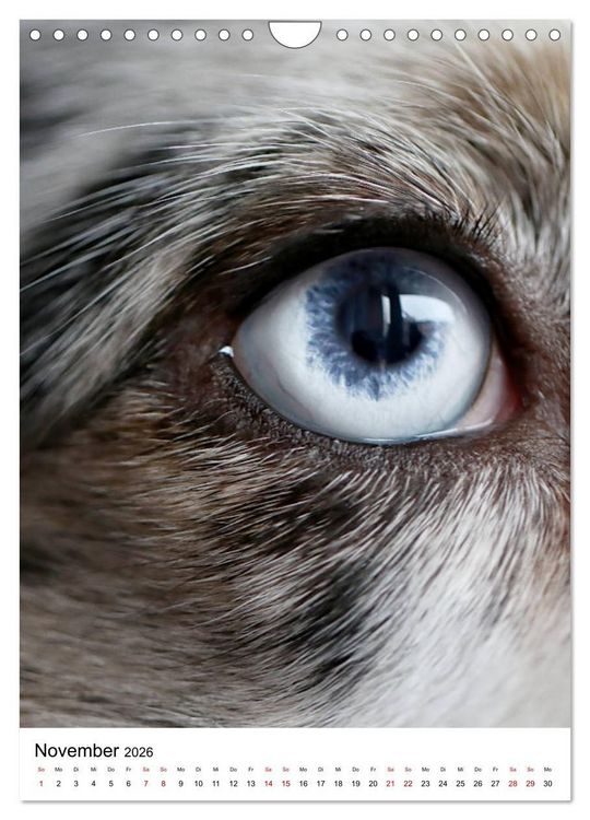 Produktbild: Australian Shepherd - Beste Freunde (Wandkalender 2026 DIN A4 hoch), CALVENDO Monatskalender