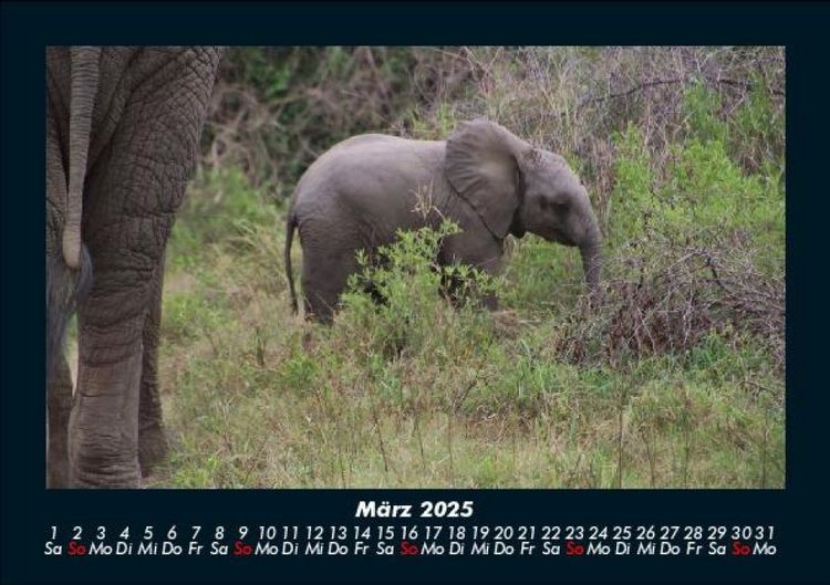 Produktbild: Elefanten - Die sanften Riesen Afrikas 2025 Fotokalender DIN A5