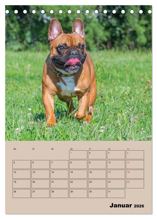 Produktbild: Jahresplaner Franz&ouml;sische Bulldogge (Tischkalender 2026 DIN A5 hoch), CALVENDO Monatskalender