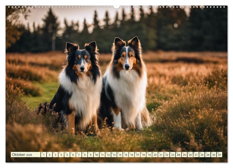 Produktbild: Traumhund Collie (hochwertiger Premium Wandkalender 2026 DIN A2 quer), Kunstdruck in Hochglanz