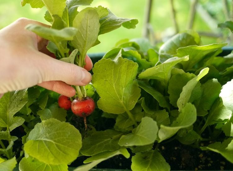 57+ Bio Gärtnern Am Fensterbrett, Und erst der herrliche duft von