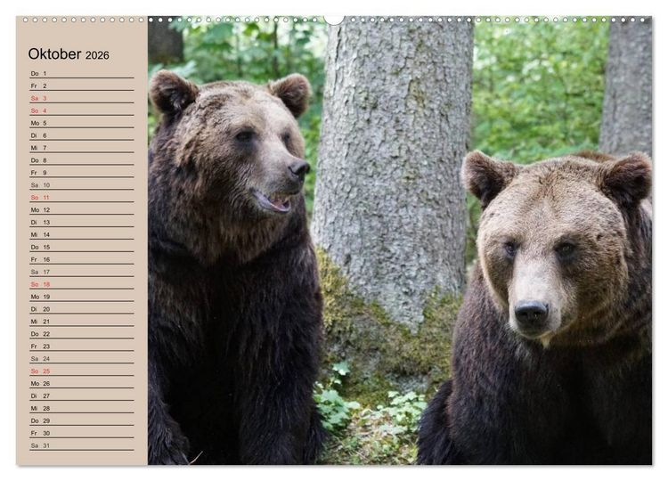 Produktbild: B&auml;ren. Unterwegs mit Meister Petz (hochwertiger Premium Wandkalender 2026 DIN A2 quer), Kunstdruck in Hochglanz