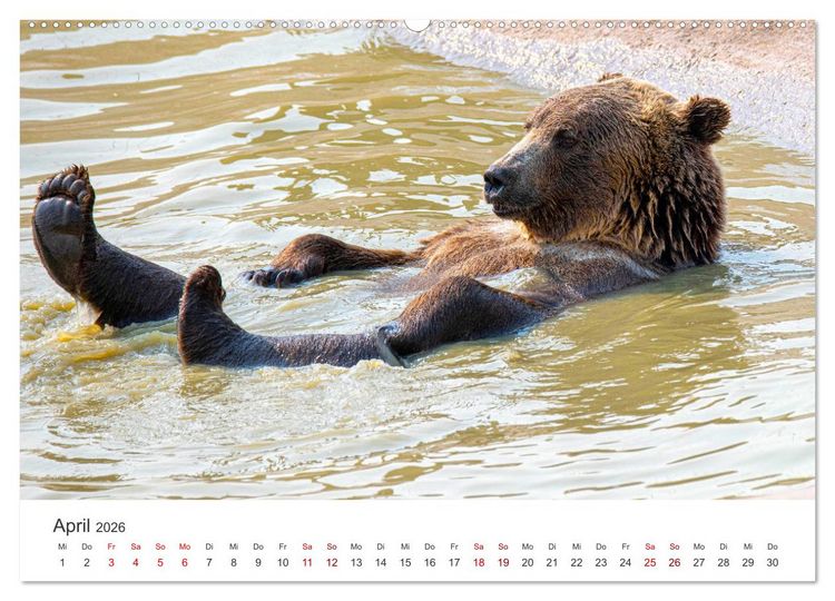 Produktbild: B&auml;ren - Pandas, Grizzlyb&auml;ren und Co. (Wandkalender 2026 DIN A2 quer), CALVENDO Monatskalender