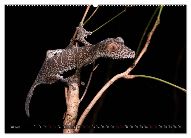 Produktbild: Reptilien auf Madagaskar (Wandkalender 2026 DIN A2 quer), CALVENDO Monatskalender