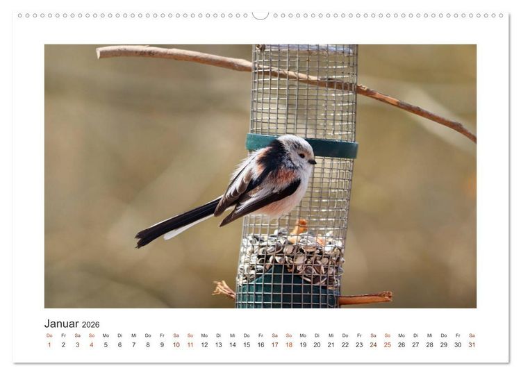Produktbild: Gefiederte Garteng&auml;ste, Schwanzmeisen (Wandkalender 2026 DIN A2 quer), CALVENDO Monatskalender