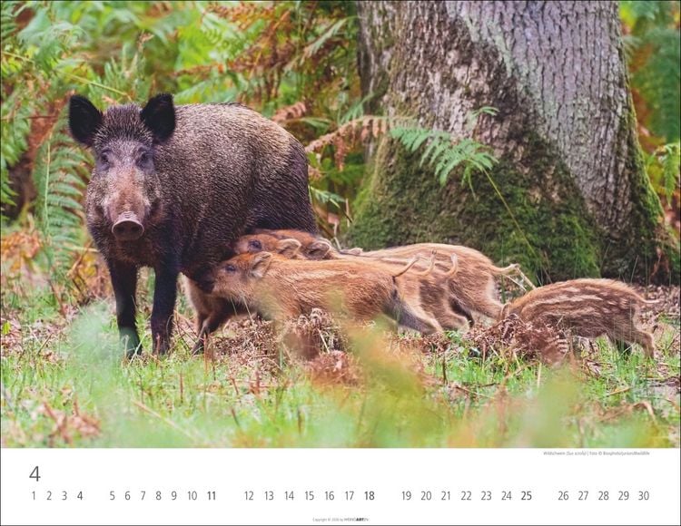 Produktbild: Heimische Wildtiere Kalender 2027