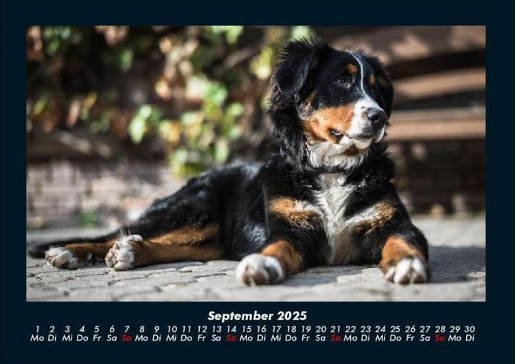 Produktbild: Welpen 2025 Fotokalender DIN A4