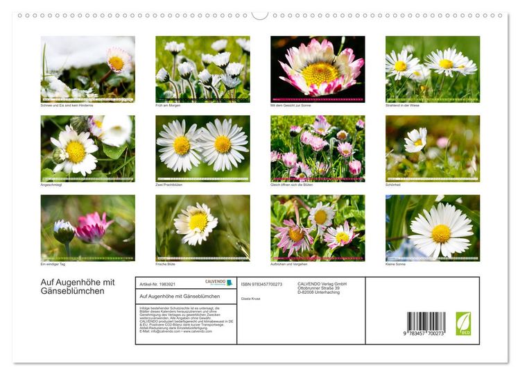 Produktbild: Auf Augenh&ouml;he mit G&auml;nsebl&uuml;mchen (hochwertiger Premium Wandkalender 2026 DIN A2 quer), Kunstdruck in Hochglanz