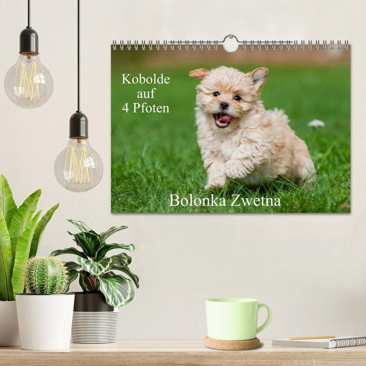 Produktbild: Kobolde auf 4 Pfoten - Bolonka Zwetna (Wandkalender 2026 DIN A4 quer), CALVENDO Monatskalender