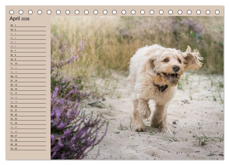 Produktbild: Ein Labradoodle-Welpe in der Heide (Tischkalender 2026 DIN A5 quer), CALVENDO Monatskalender