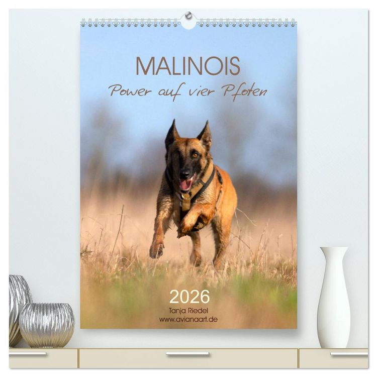 Produktbild: Malinois Power auf vier Pfoten (hochwertiger Premium Wandkalender 2026 DIN A2 hoch), Kunstdruck in Hochglanz