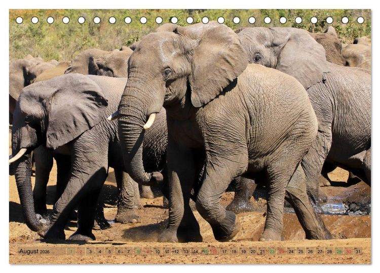 Produktbild: Elefanten in Afrika (Tischkalender 2026 DIN A5 quer), CALVENDO Monatskalender