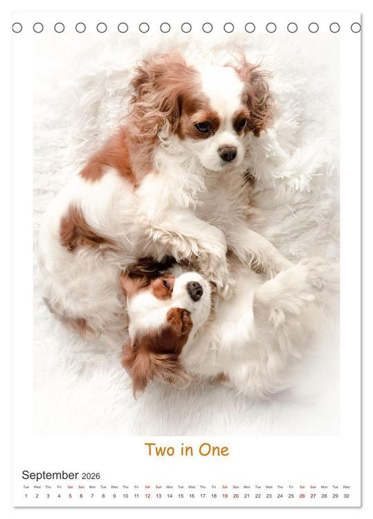 Produktbild: The Adventurous Life of two Daring Cavaliers (Desk Calendar 2026 DIN A5 portrait), CALVENDO 12 Month DeskCalendar