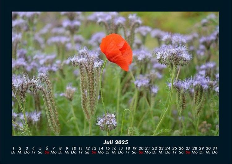 Produktbild: Blick in die Natur 2025 Fotokalender DIN A4