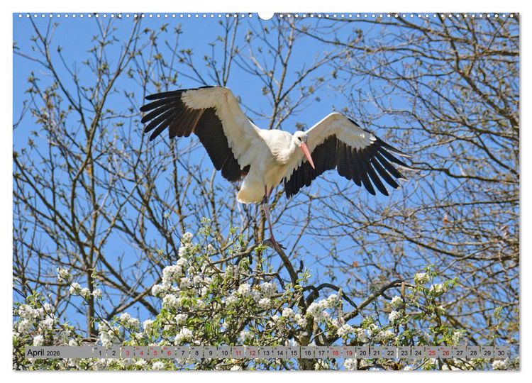 Produktbild: Zu Gast bei Familie Storch (Wandkalender 2026 DIN A2 quer), CALVENDO Monatskalender