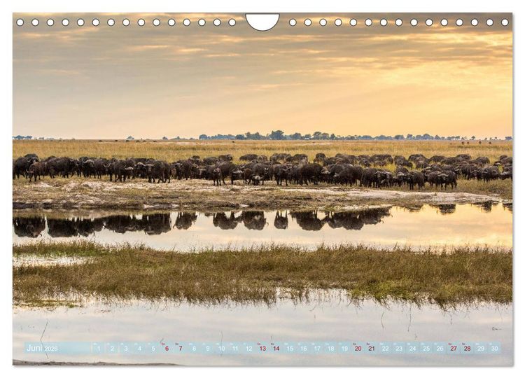 Produktbild: Chobe River - Eine spannende Flussfahrt in Botswana (Wandkalender 2026 DIN A4 quer), CALVENDO Monatskalender