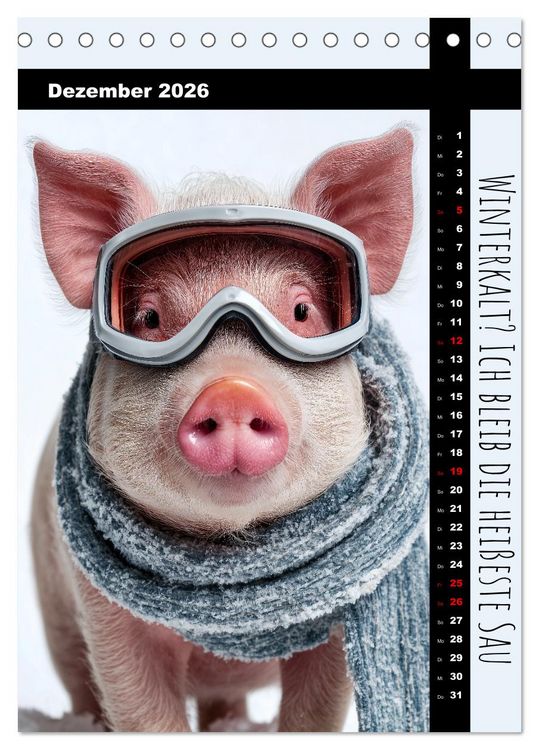 Produktbild: Coole Sau - Lustiger Spr&uuml;che Kalender mit witzigen Schweinchen (Tischkalender 2026 DIN A5 hoch), CALVENDO Monatskalender
