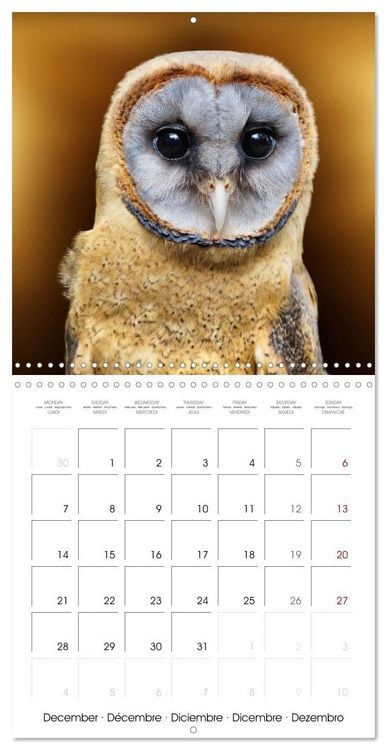 Produktbild: Wonderful Birds (Wall Calendar 2026 12 &times; 12 Inch) CALVENDO 12 Month Wall Calendar