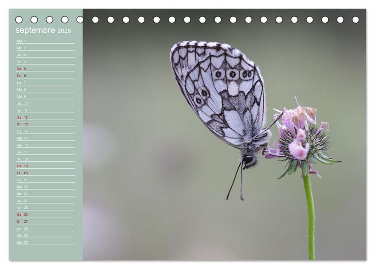Produktbild: Merveilleux papillons (Calendrier de bureau 2026 DIN A5 vertical), CALVENDO calendrier mensuel