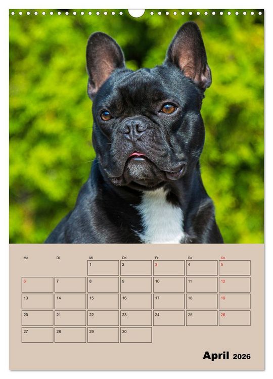 Produktbild: Jahresplaner Franz&ouml;sische Bulldogge (Wandkalender 2026 DIN A3 hoch), CALVENDO Monatskalender