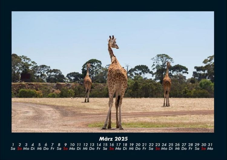 Produktbild: Giraffen 2025 Fotokalender DIN A4