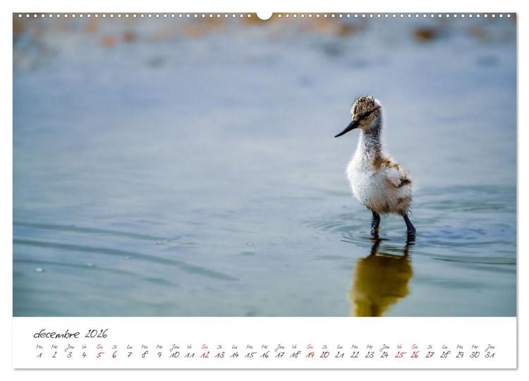 Produktbild: La faune de nos c&ocirc;tes les oiseaux (Calendrier mural 2026 DIN A2 vertical) calendrier de bureau