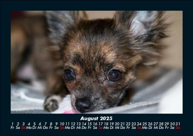 Produktbild: Hunde 2025 Fotokalender DIN A5
