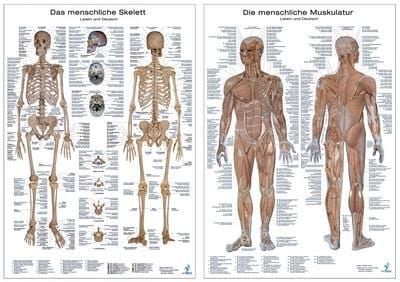 Produktbild: Anatomie Lerntafeln im Doppelpack