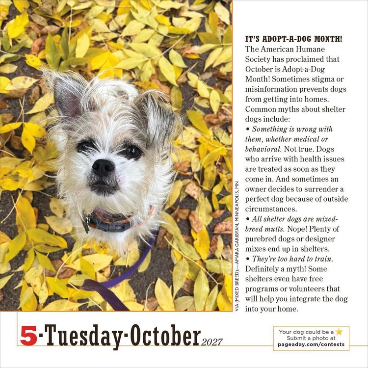 Produktbild: 365 Dogs Page-A-Day&reg; Calendar 2027
