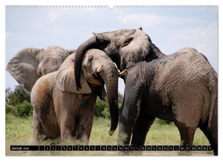 Produktbild: Wildes Leben in Afrika (hochwertiger Premium Wandkalender 2026 DIN A2 quer), Kunstdruck in Hochglanz