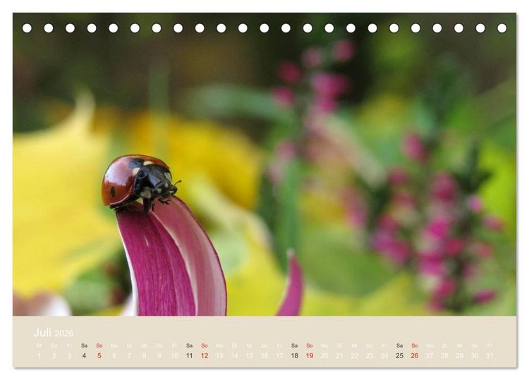 Produktbild: Kleine Gl&uuml;cksk&auml;fer (Tischkalender 2026 DIN A5 quer), CALVENDO Monatskalender