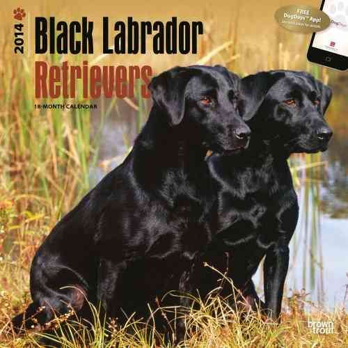 Produktbild: Black Lab Retrievers 2014 Wall Calendar