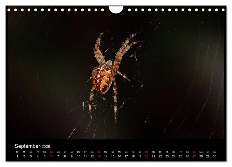 Produktbild: Unsere Spinnen - im Gespr&auml;ch (Wandkalender 2026 DIN A4 quer), CALVENDO Monatskalender