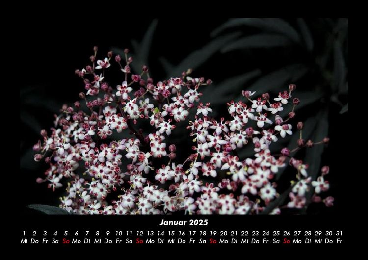 Produktbild: Blumenkalender 2025 Fotokalender DIN A3