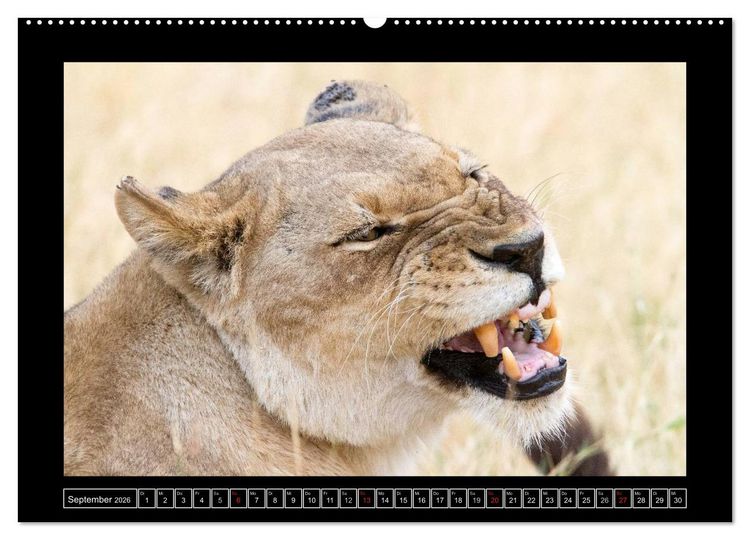 Produktbild: Afrikas Katzen (Wandkalender 2026 DIN A2 quer), CALVENDO Monatskalender