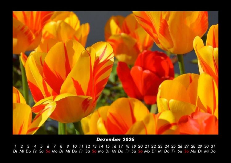 Produktbild: Blumentr&auml;ume 2026 Fotokalender DIN A3
