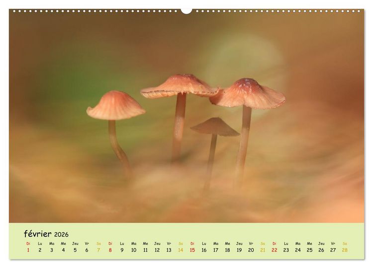 Produktbild: Champignons tout en couleurs (Calendrier mural 2026 DIN A2 vertical) calendrier de bureau