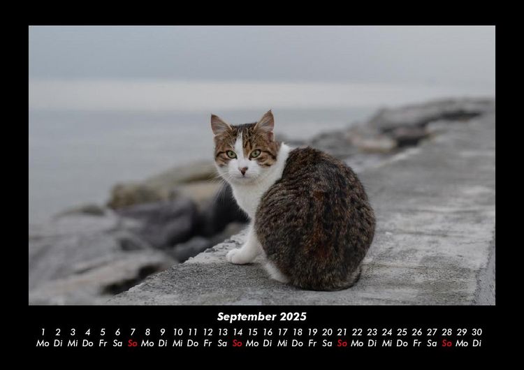 Produktbild: F&uuml;r Katzenfreunde 2025 Fotokalender DIN A3
