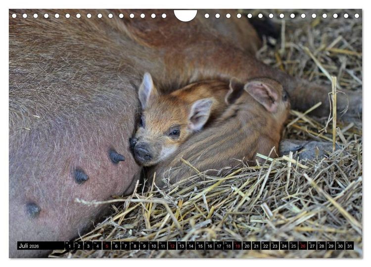 Produktbild: Der Schweinekalender (Wandkalender 2026 DIN A4 quer), CALVENDO Monatskalender