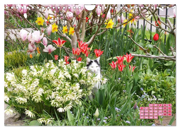 Produktbild: Urlaub im Garten (Wandkalender 2026 DIN A4 quer), CALVENDO Monatskalender