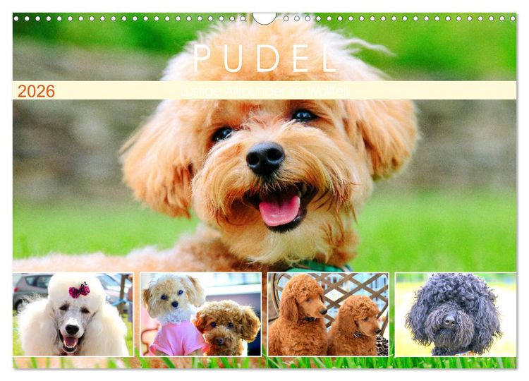 Produktbild: Pudel. Lustige Allrounder im Wollfell (Wandkalender 2026 DIN A3 quer), CALVENDO Monatskalender