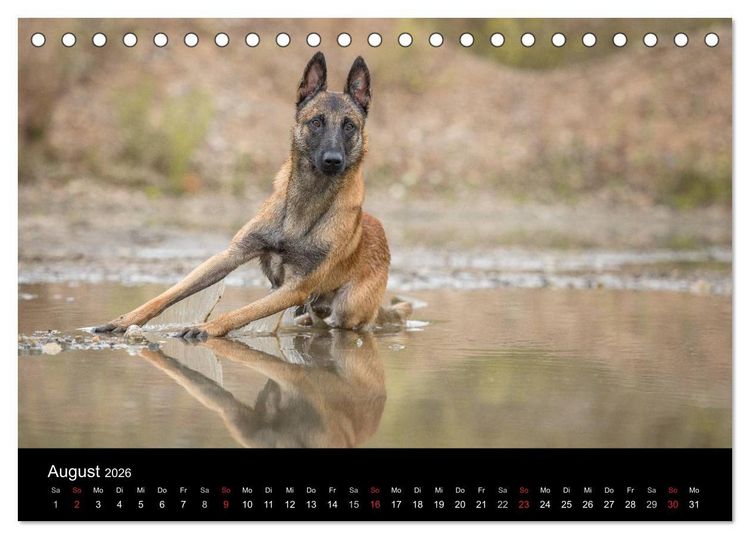 Produktbild: Belgischer Sch&auml;ferhund - Der Malinois (Tischkalender 2026 DIN A5 quer), CALVENDO Monatskalender