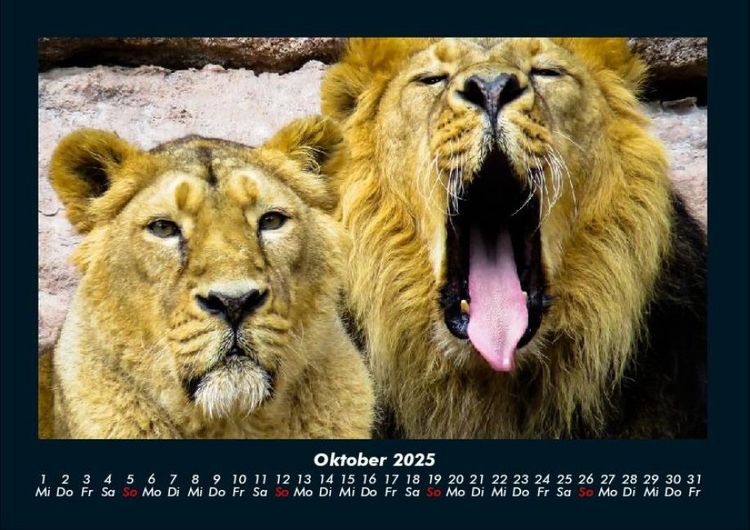 Produktbild: L&ouml;wen in der Wildnis 2025 Fotokalender DIN A4