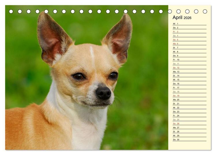 Produktbild: Chihuahua - Kleine Hunde ganz gro&szlig; (Tischkalender 2026 DIN A5 quer), CALVENDO Monatskalender