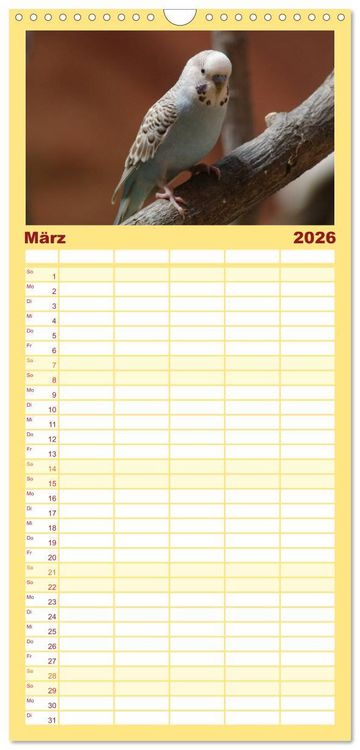 Produktbild: Familienplaner 2026 - Wellensittiche - Gefiederte Freunde mit 5 Spalten (Wandkalender, 21 x 45 cm) CALVENDO