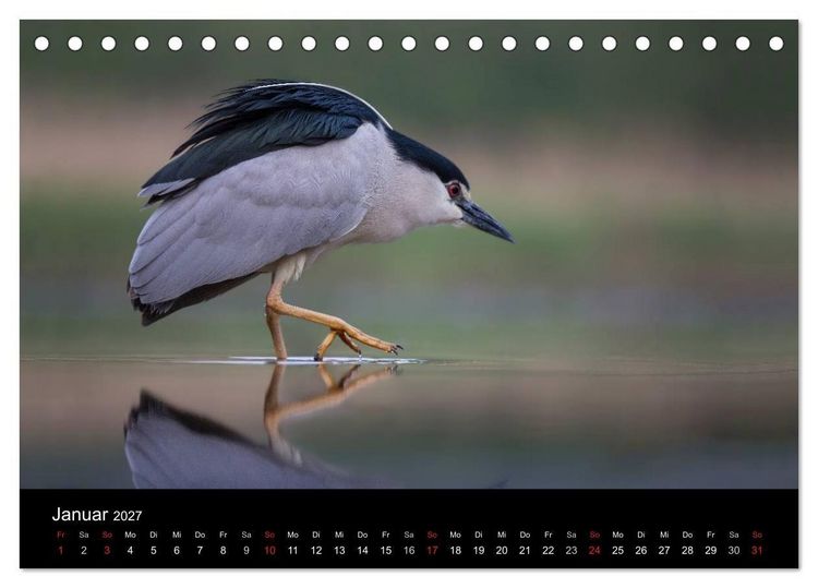 Produktbild: Reiher - Der Tanz auf dem Wasser (Tischkalender 2027 DIN A5 quer), CALVENDO Monatskalender