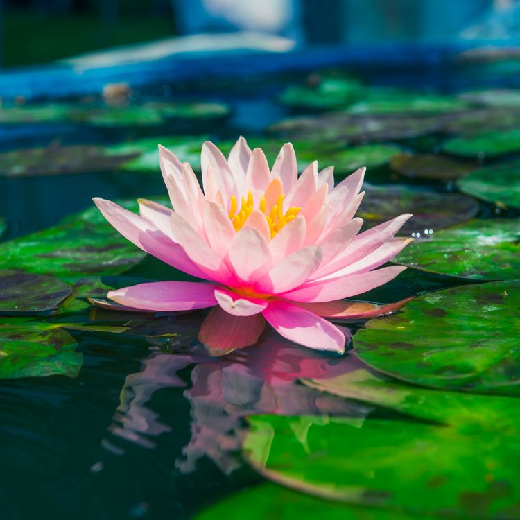 Produktbild: Lotus lake