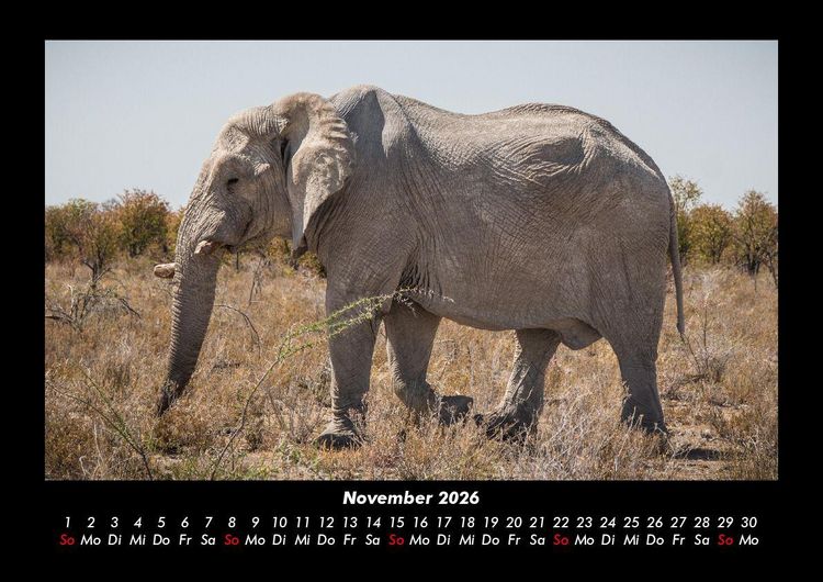 Produktbild: Elefanten - Die sanften Riesen Afrikas 2026 Fotokalender DIN A3