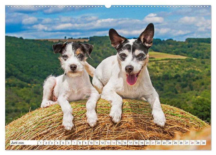 Produktbild: 100000 Volt auf vier Pfoten - Jack und Parson Russell Terrier (Wandkalender 2026 DIN A2 quer), CALVENDO Monatskalender